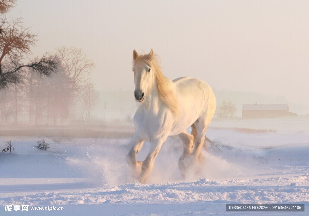 雪地中奔腾的金色骏马