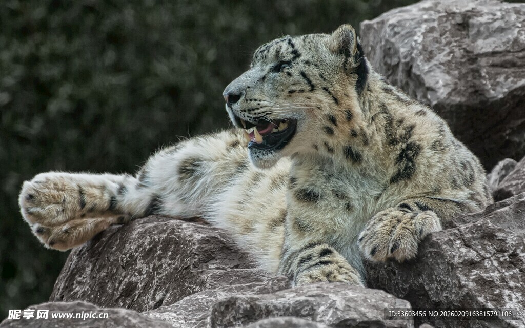 雪豹卧于岩石休憩