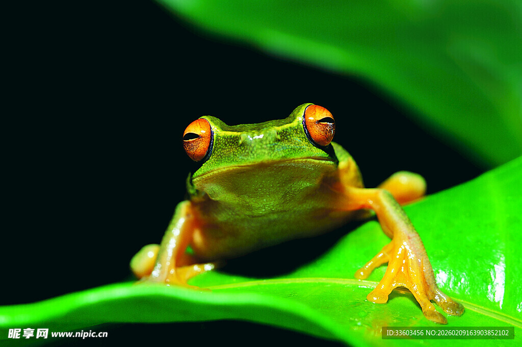绿叶上的翠绿青蛙