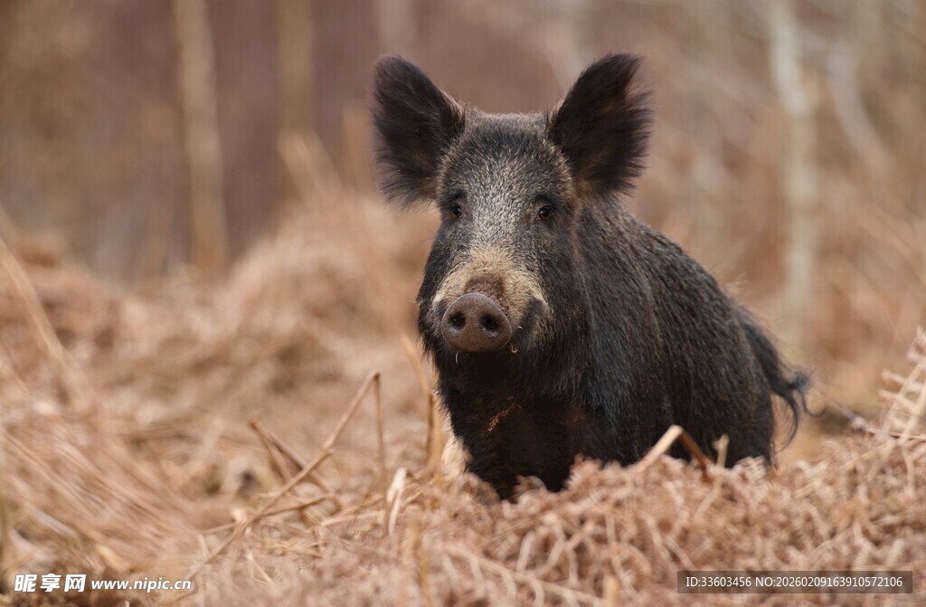 田野中的黑色野猪