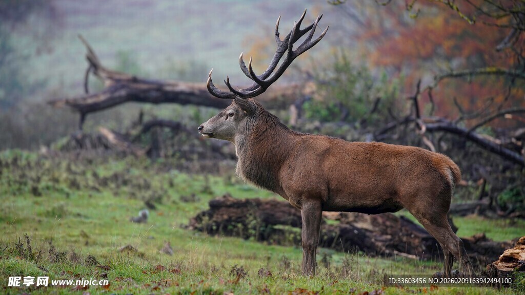 森林中站立的雄伟麋鹿