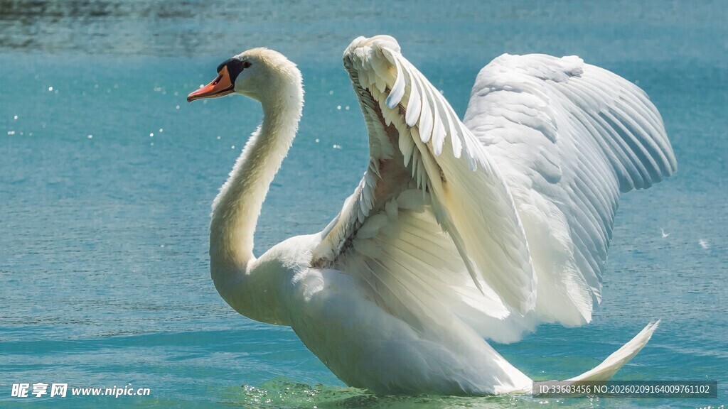 天鹅水中展翅优雅瞬间
