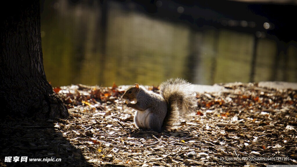 树下觅食的可爱小松鼠