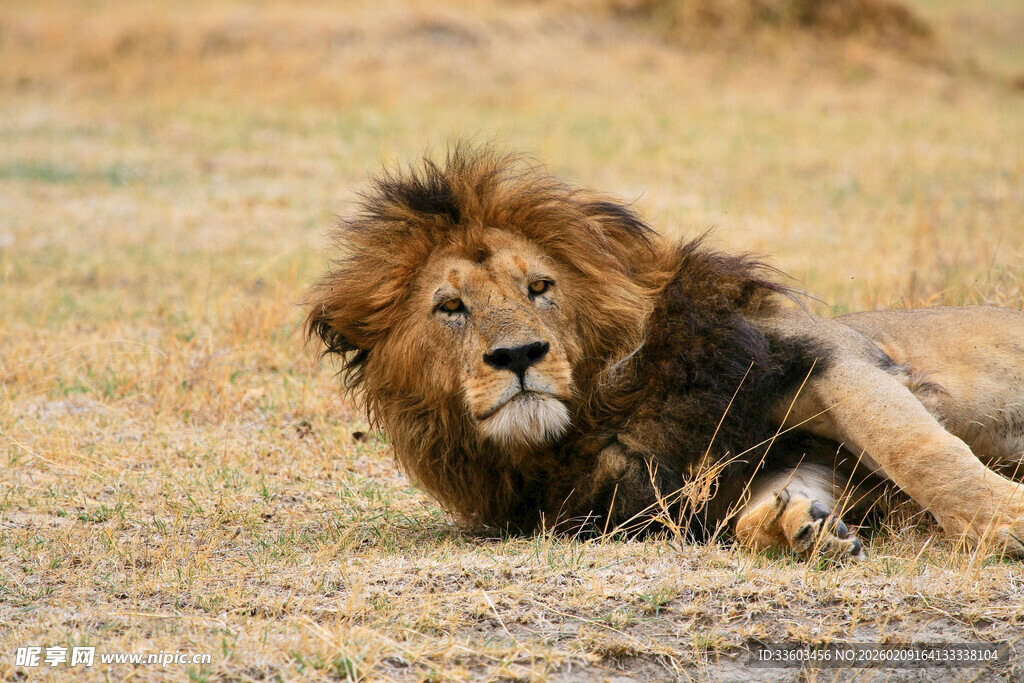 草原上休憩的雄狮
