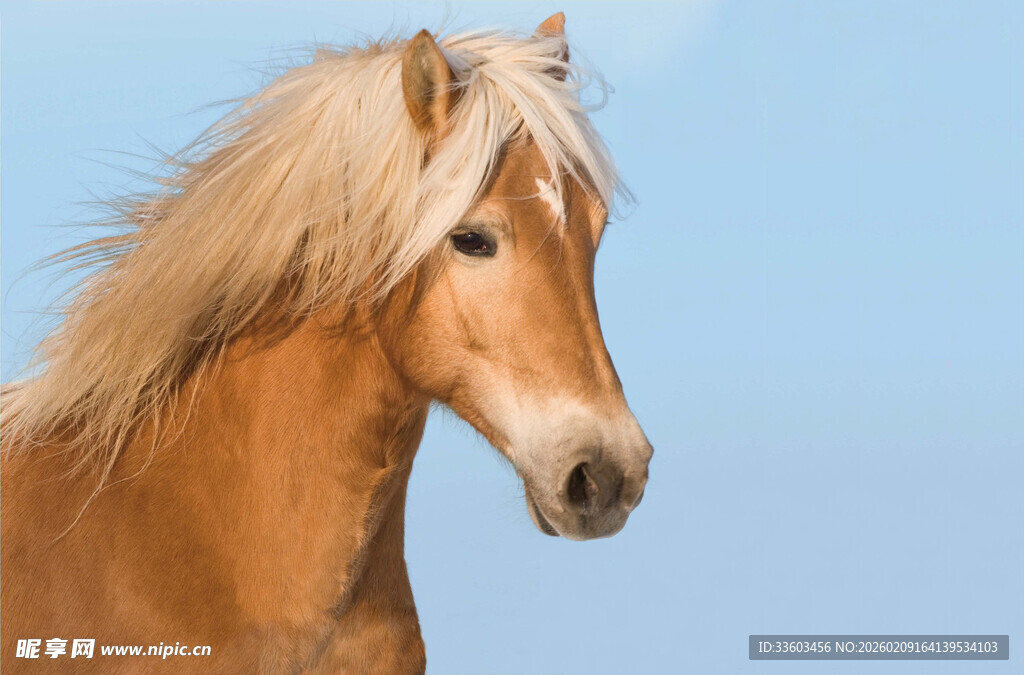棕马昂首于蓝天背景下