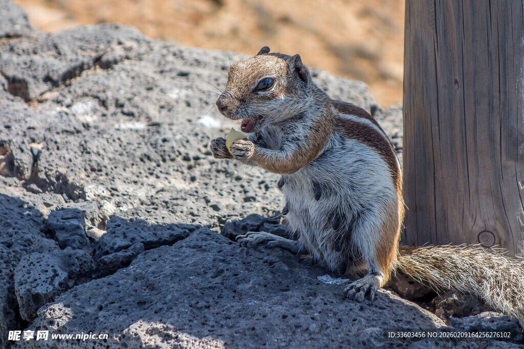岩石边进食的可爱小松鼠