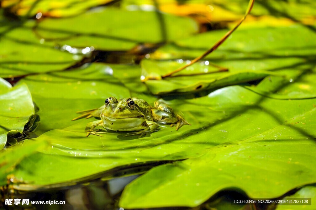 荷叶上的青蛙