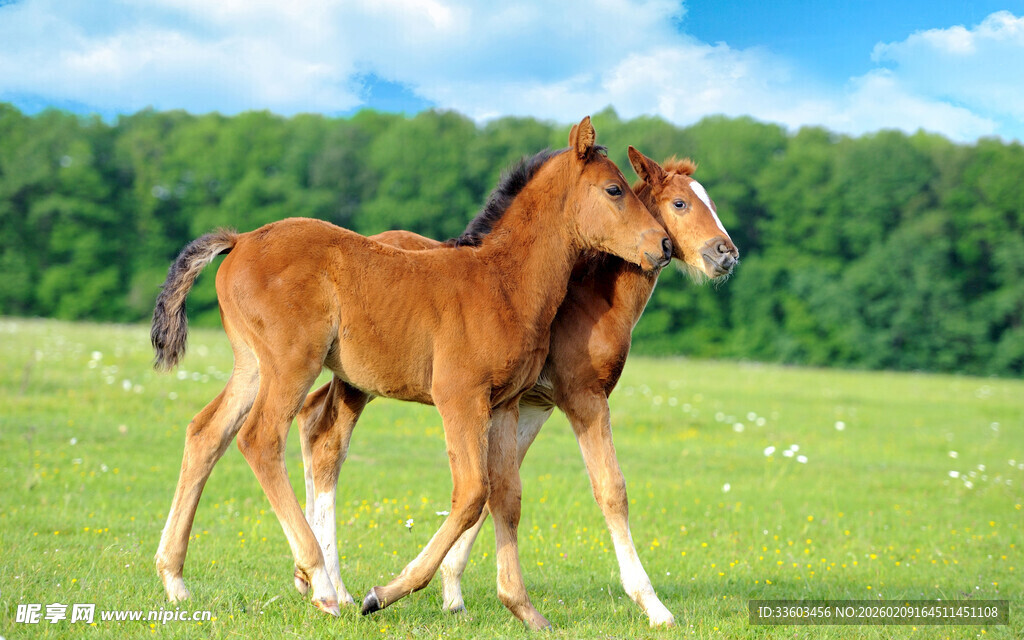 草原上的两匹小马驹
