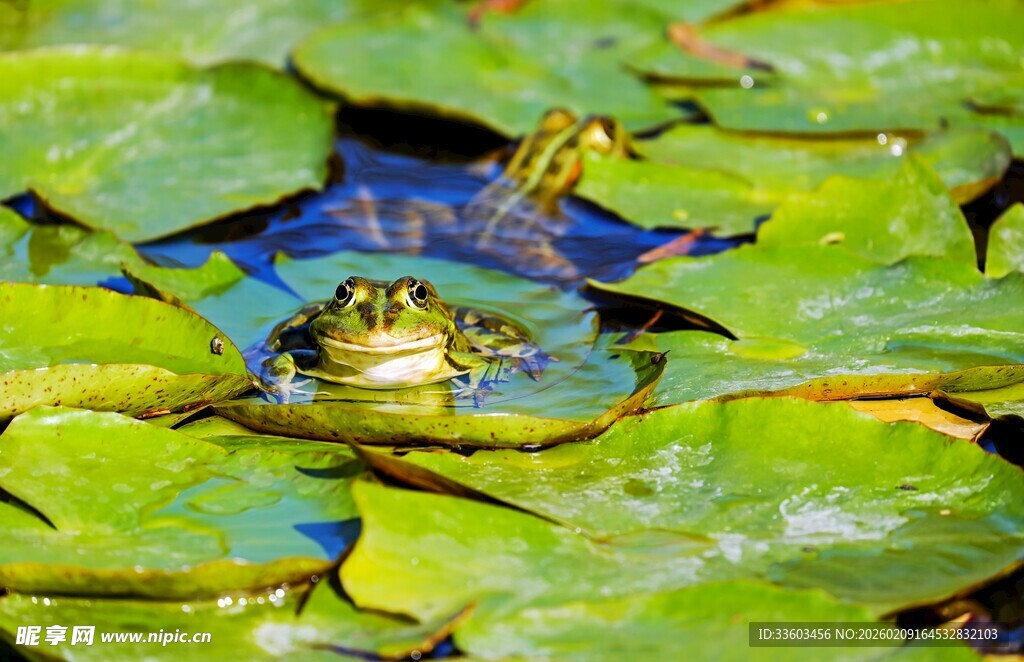 荷叶间的青蛙