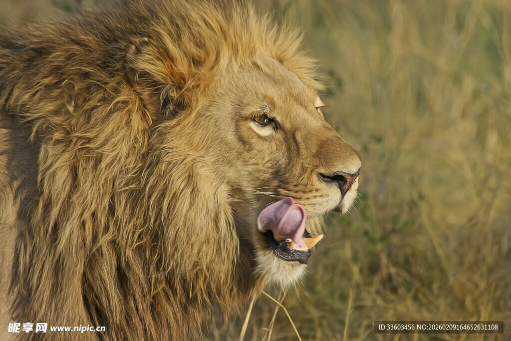 雄狮张嘴露舌神态威严