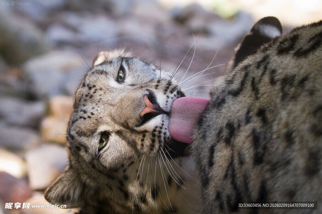 雪豹惬意舔毛瞬间
