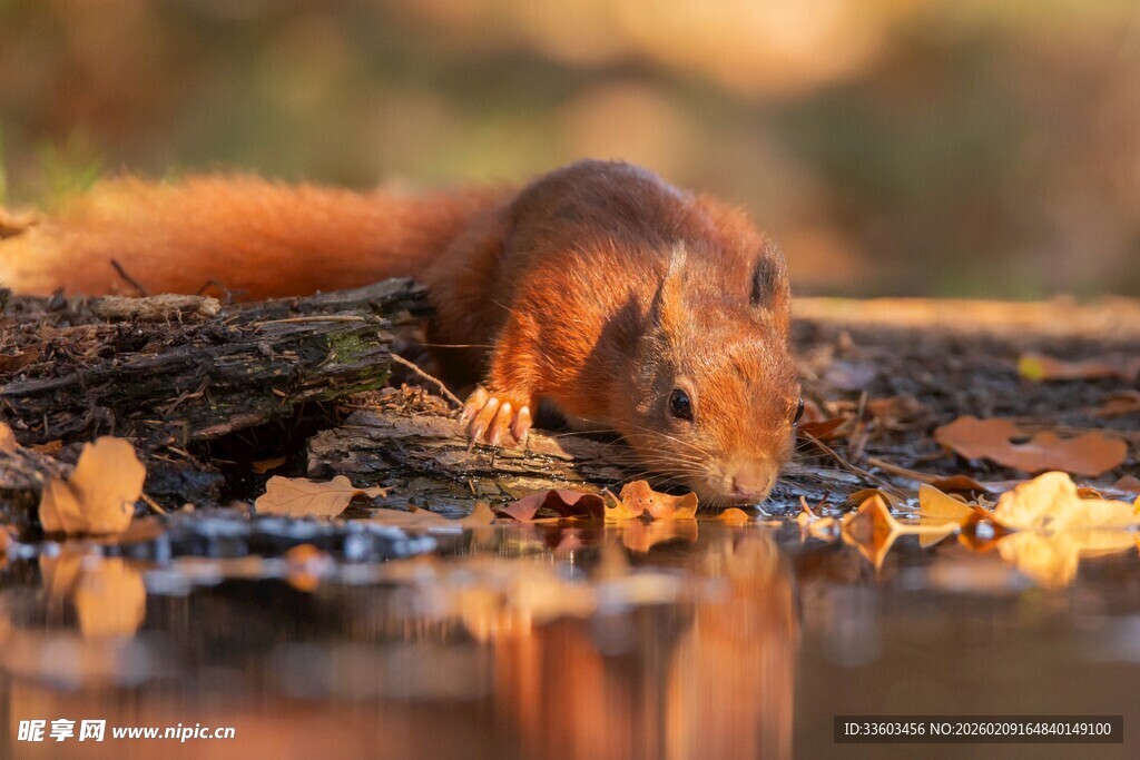 溪边休憩的松鼠