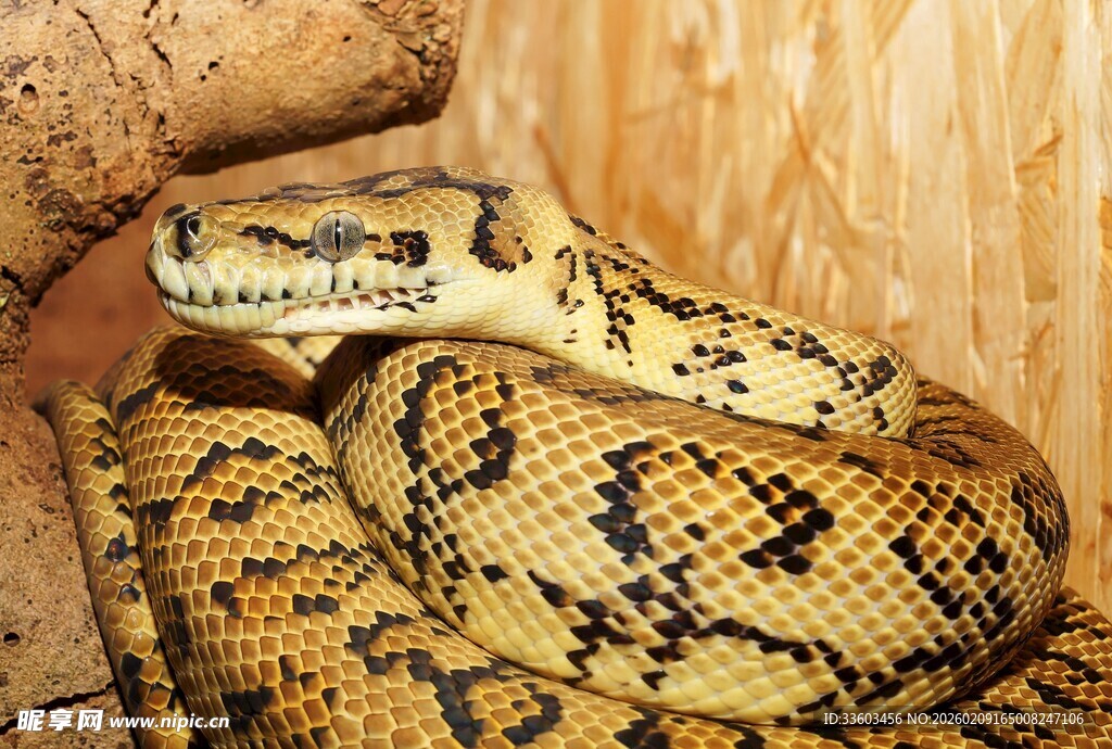 盘绕的花纹蟒蛇