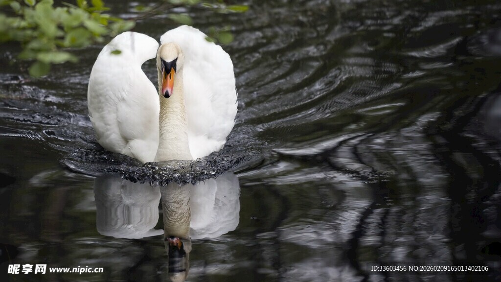水中依偎的两只白天鹅