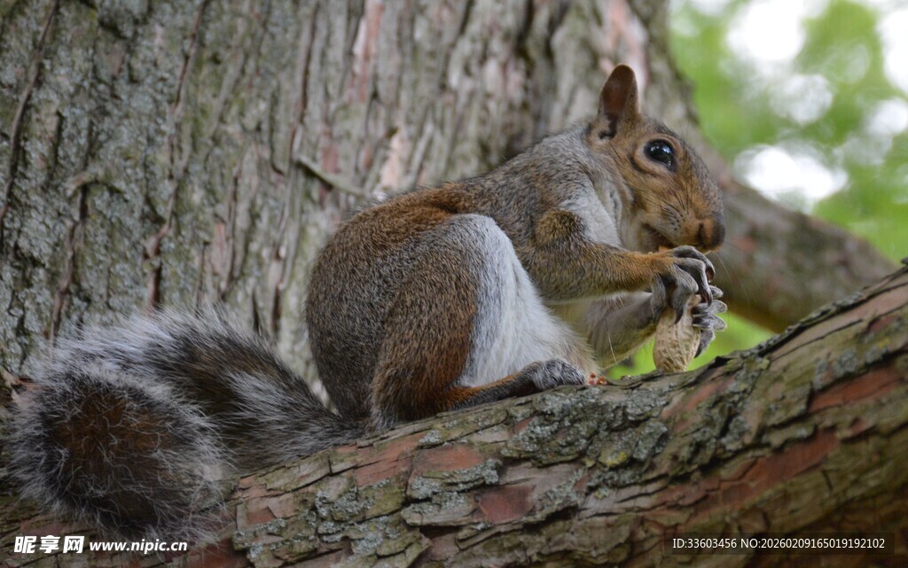 树干上进食的可爱松鼠