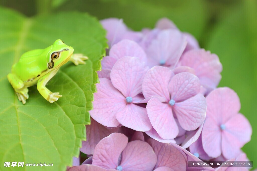 绿叶上的青蛙与紫绣球
