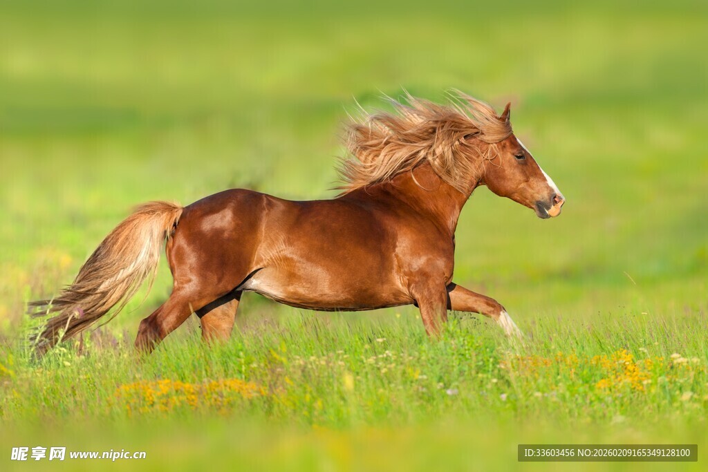 草原上奔腾的棕色骏马