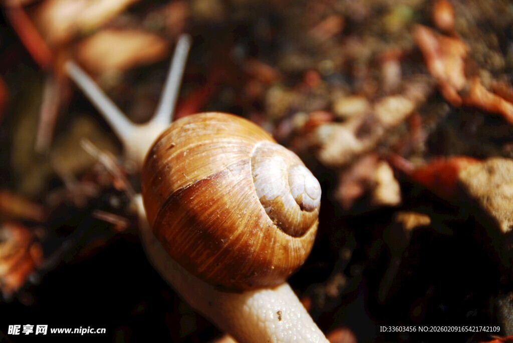 草丛中的蜗牛