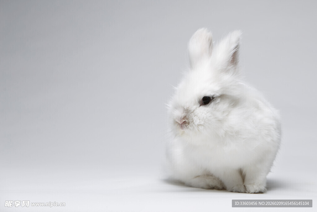 可爱白兔