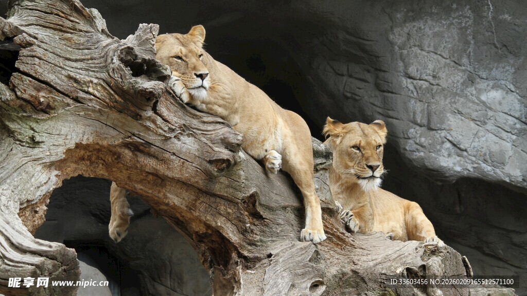 岩石上的两只威风狮子