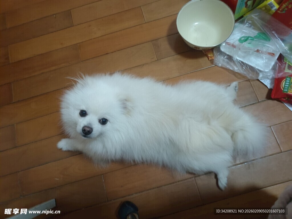 可爱白博美趴木地板上