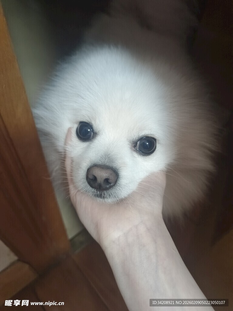 手托可爱白小狗