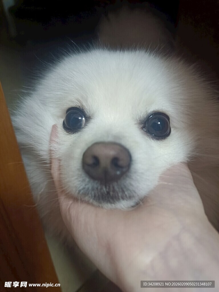 手托可爱小白狗