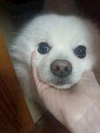 手托可爱白狗的萌趣瞬间