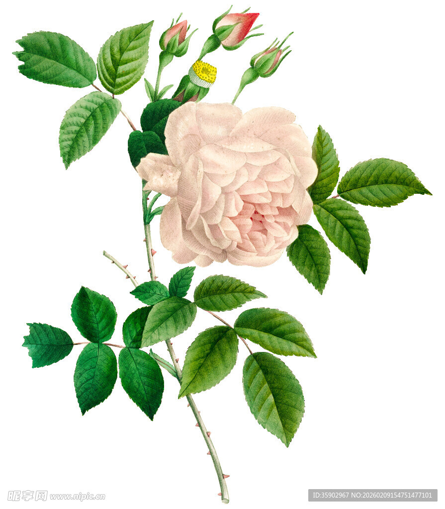 复古风粉色玫瑰插画