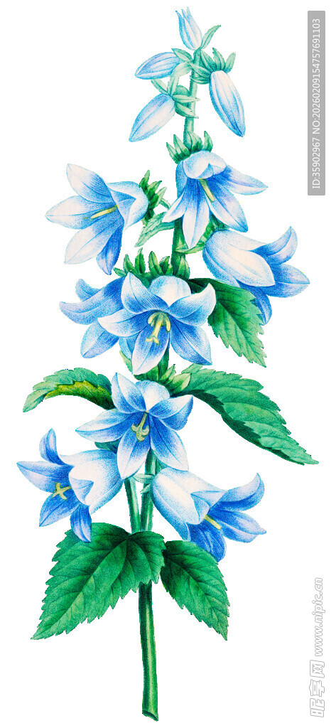 蓝色花朵植物特写