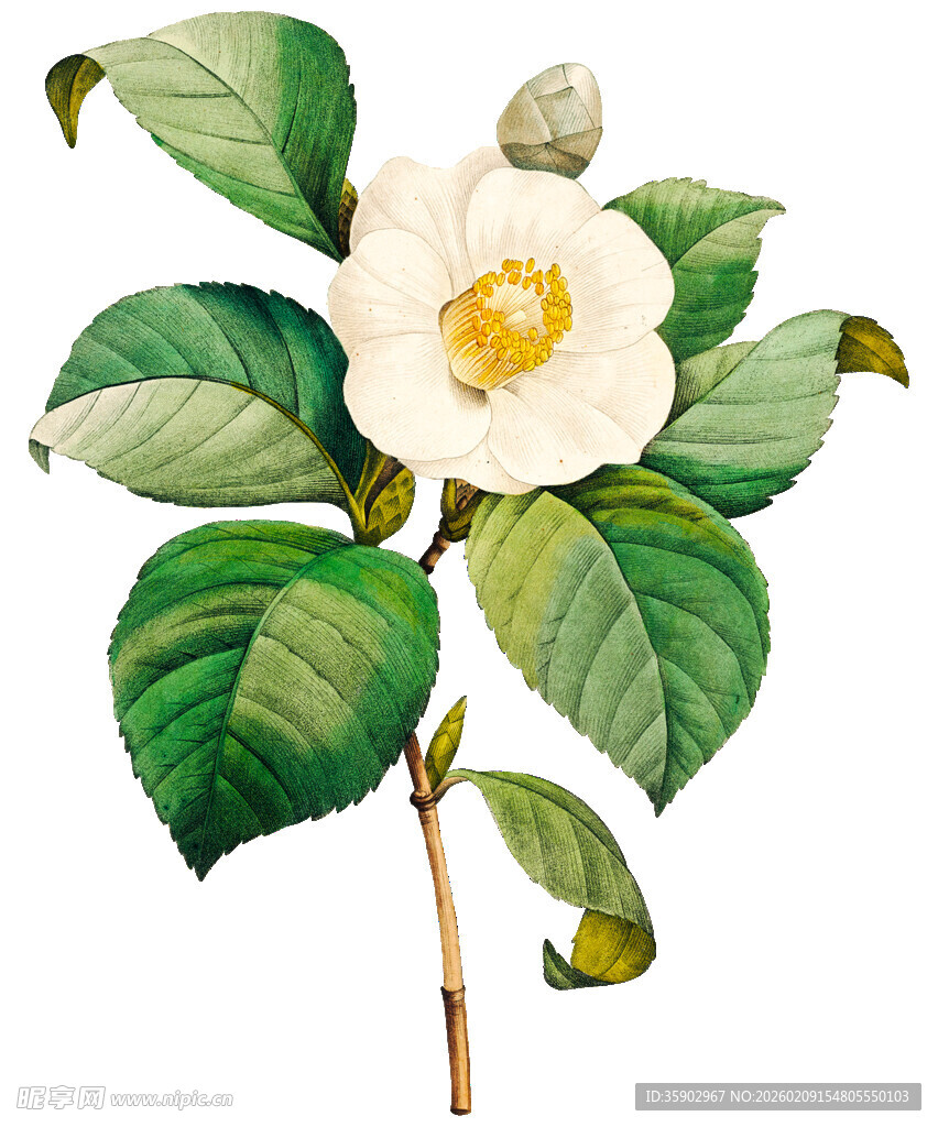 白色山茶花插画