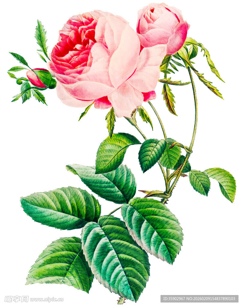 粉色娇艳玫瑰与绿叶