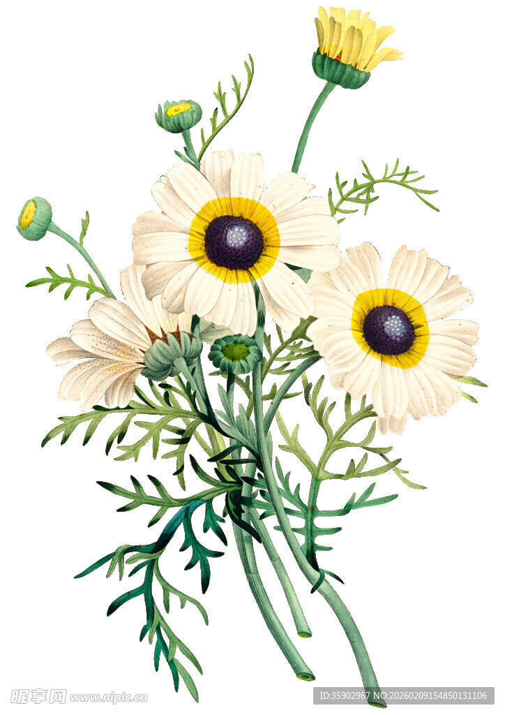 手绘清新雏菊花卉插画