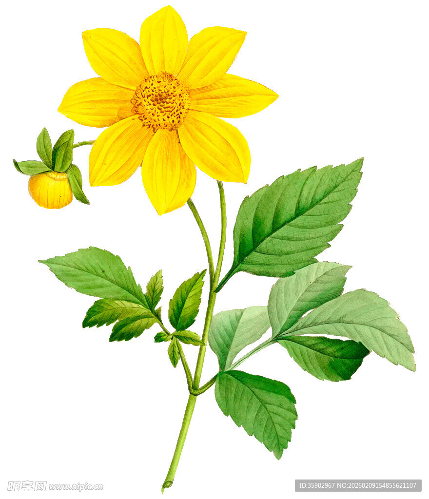 黄色大丽花植物插画