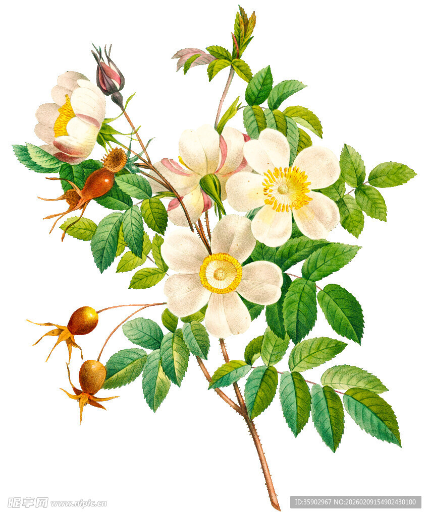 带花与昆虫的植物枝条