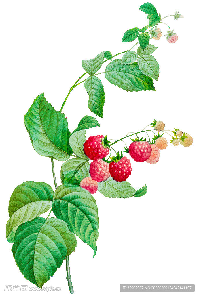 手绘野生草莓植株图