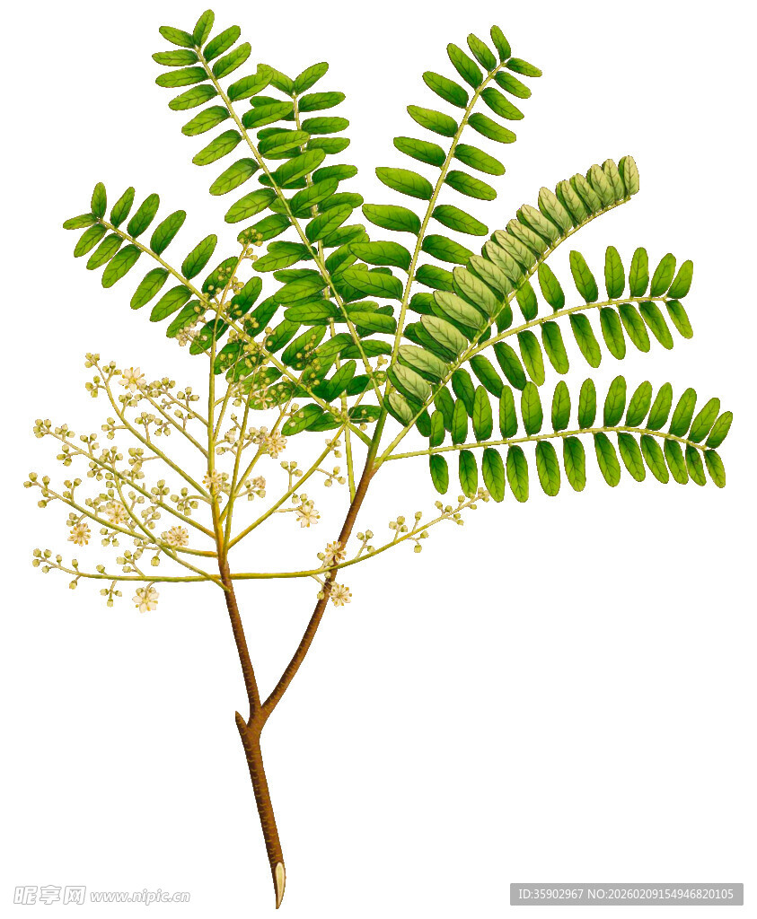 羽状复叶植物特写