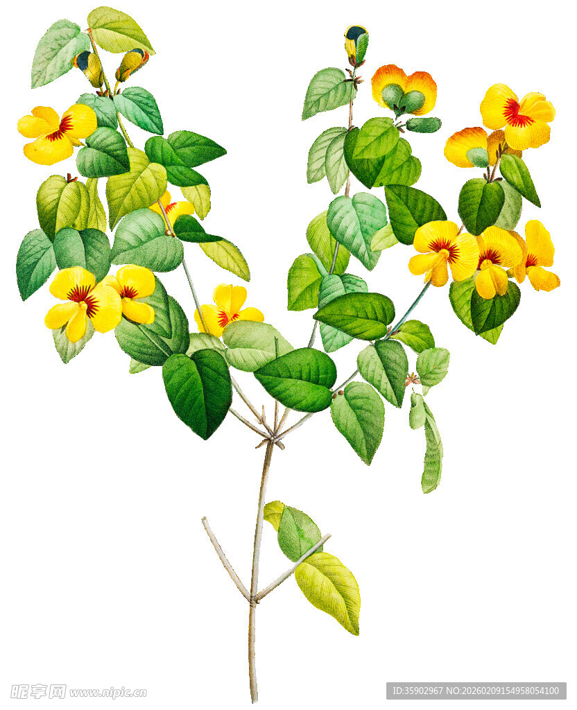 黄色花卉植物水彩画