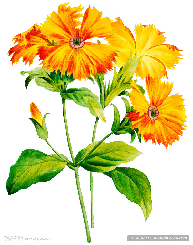 橙色花朵水彩插画