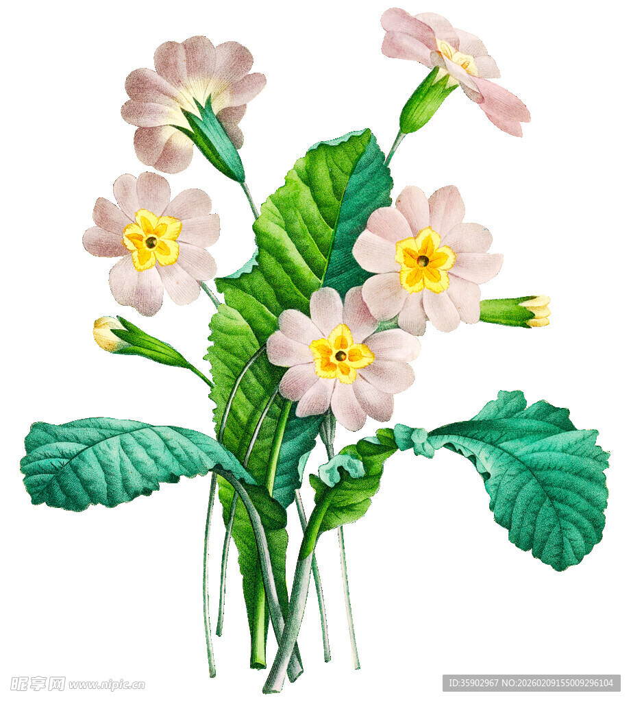 粉色报春花插画