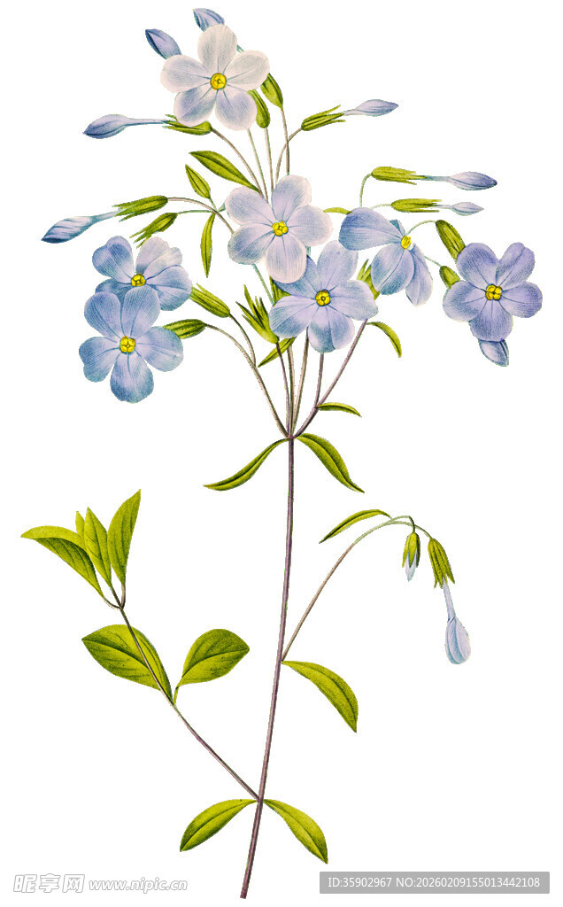 蓝花绿叶植物插画