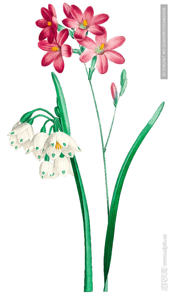 手绘花卉插画中的多彩花朵