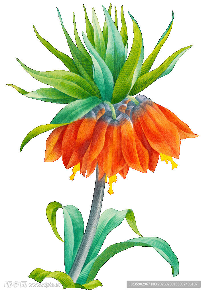 水彩画中的橙花绿叶植物