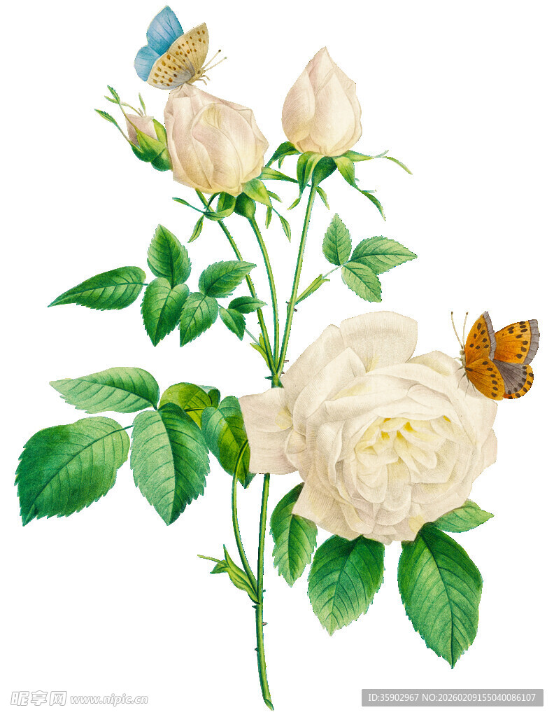 白玫瑰与蝴蝶的清新画面