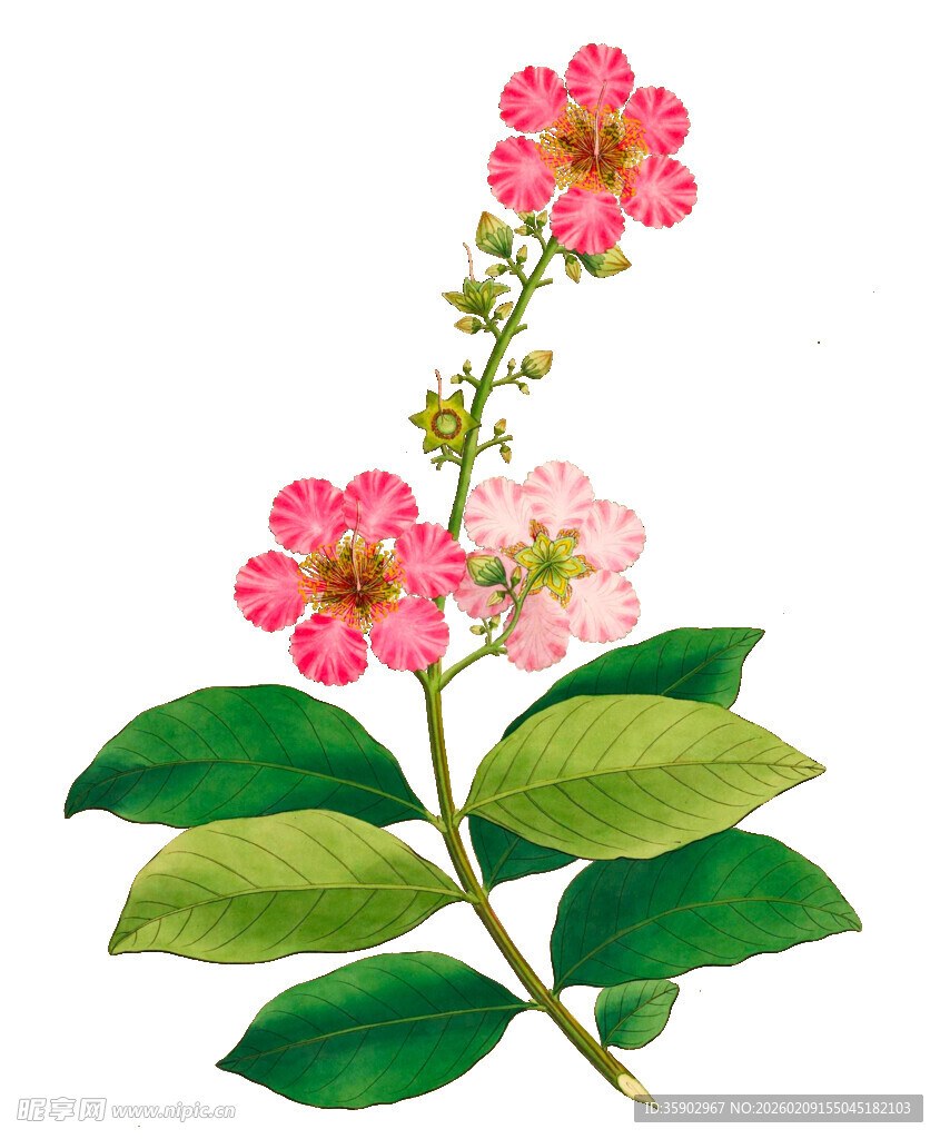 粉色花卉植物插画