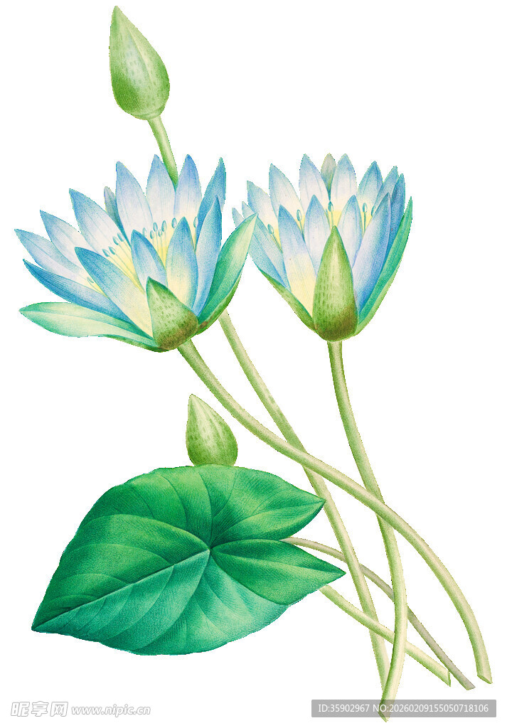 清新手绘蓝莲花与莲叶