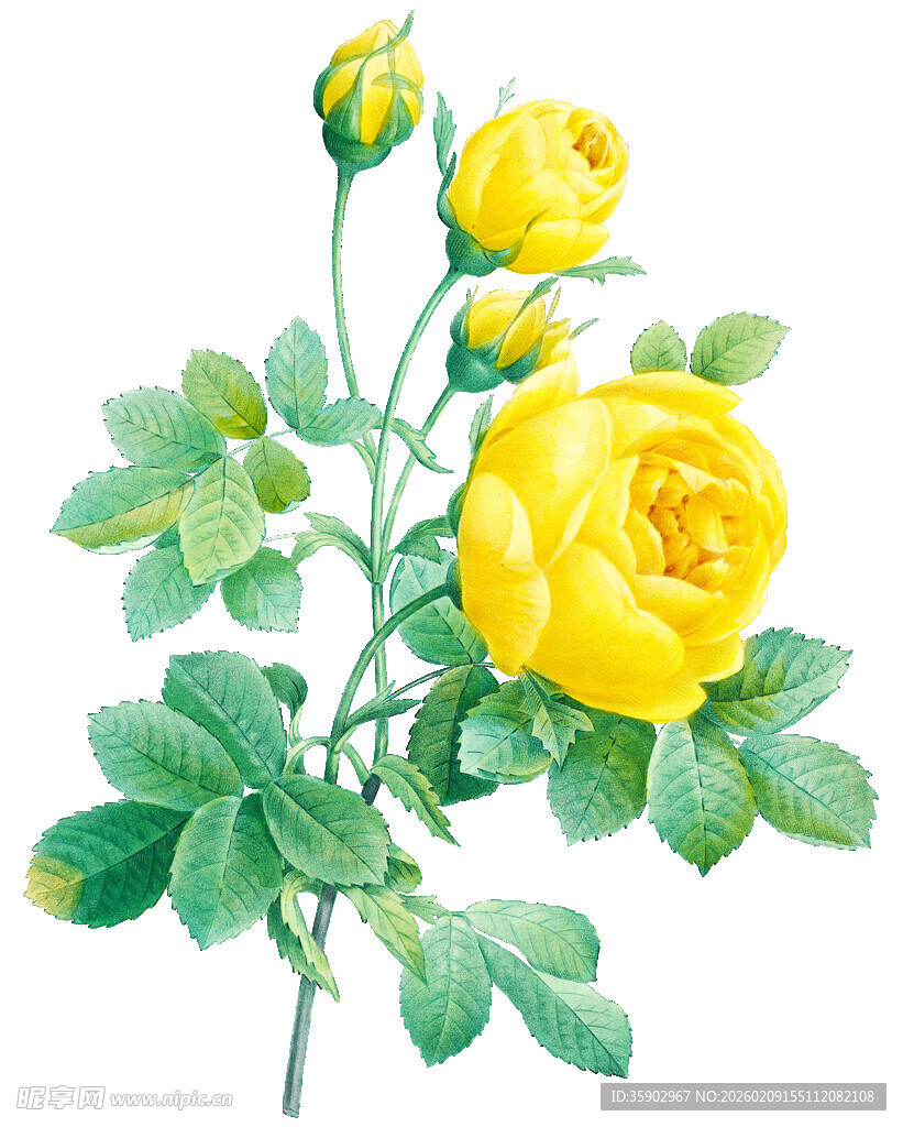 黄色玫瑰插画
