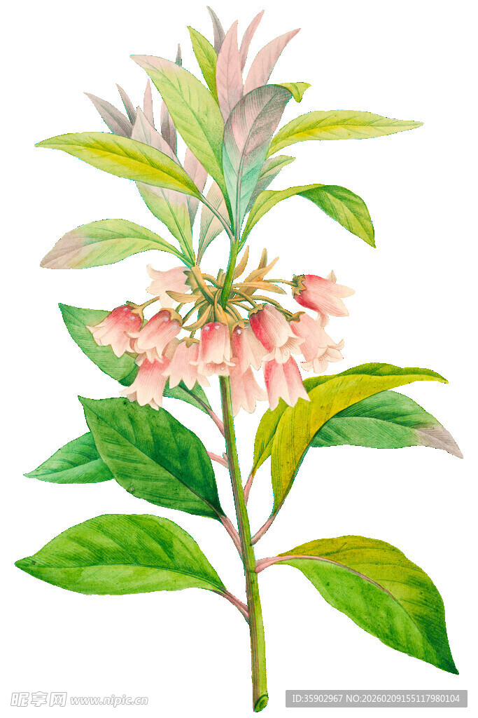 粉色花朵绿叶植物插画