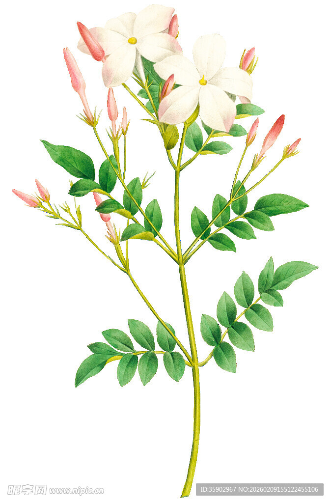 白色蔷薇花枝特写