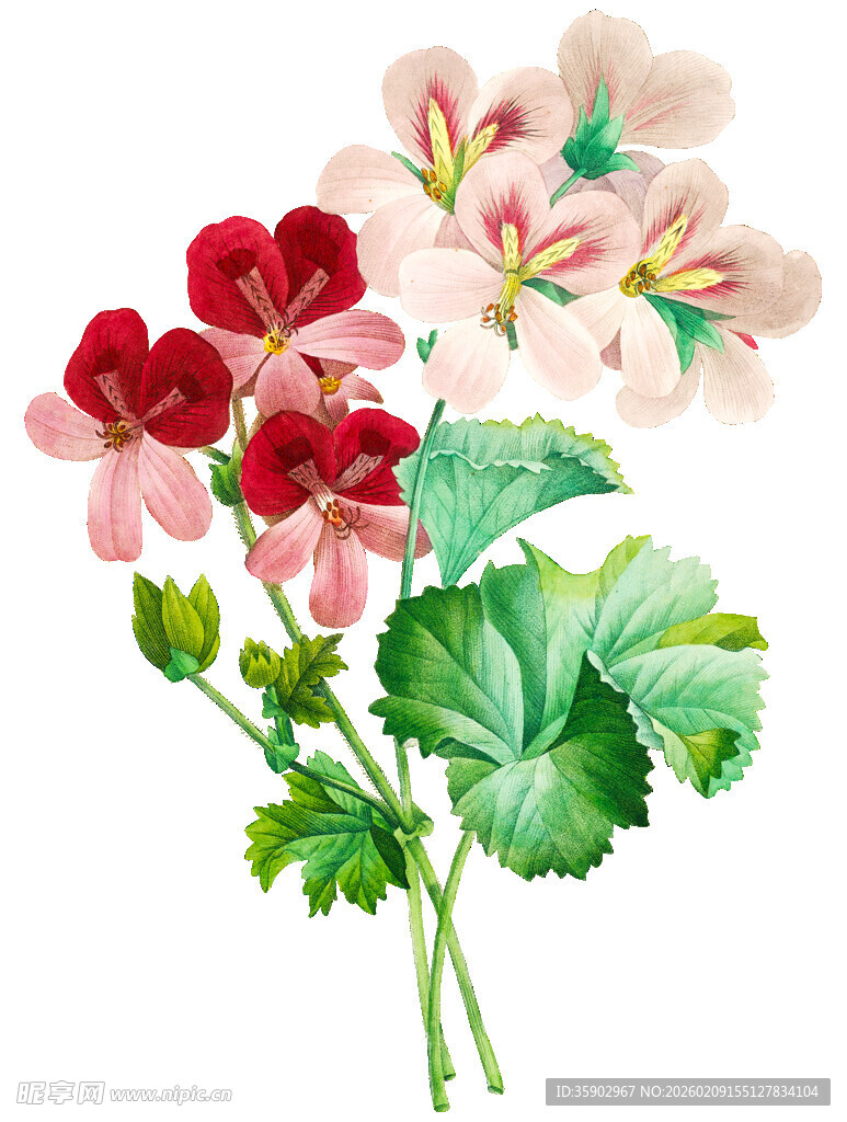 多彩天竺葵花卉插画